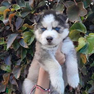 HUSKYS SIBERIANO varon - Img 54285515
