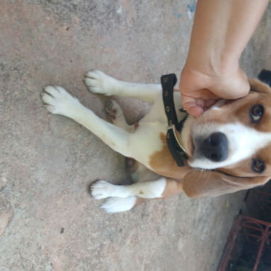 Cachorro Beagle para adoptar - Img 125752729