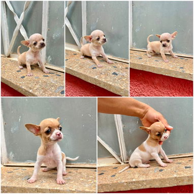🐾💙🐶 ¡CHIHAHUAS AMBOS SEXOS! ❤️🐶    BETTY MASCOTAS WHATSAPP 52506841 💙🐾 - 3/7