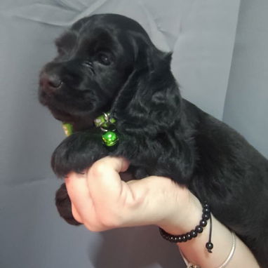 Cocker spaniel - Img 122294733