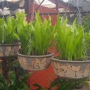 Servicio de jardinería 👩🏼‍🌾 - Img 55639866