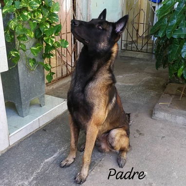 Pastores belga malinois - 2/3