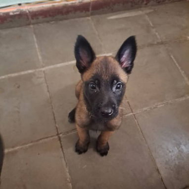 ((( PASTOR BELGA MALINOIS AMBOS SEXOS BETTY MASCOTAS WHATSAPP 52506841 ))) - Img 124198413