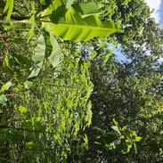 En venta finca en jovellanos con casa de mampostería - Img 56057371