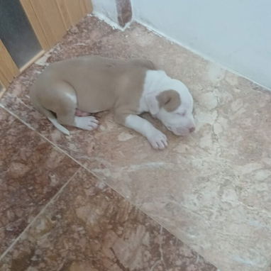 Cacharro pitbull - Img 126480109