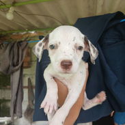 En venta perritos Dálmatas de raza 😍🐶🥰 - Img 55897340