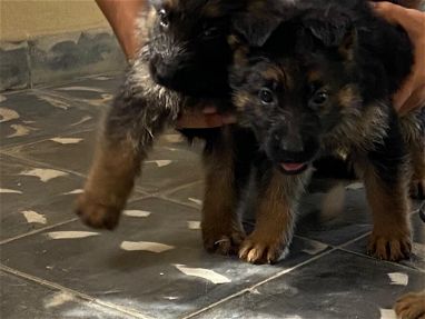 Cachorros de pastor alemán en venta - Img 69708546