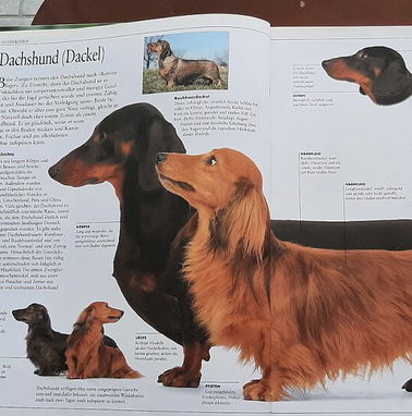 Libro con ilustraciones a color de diferentes razas de perro - Img 76773671