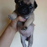🐾 PUG CARLINO AMBOS SEXOS BETTY MASCOTAS WHATSAPP 52506841 🐾 - Img 56636535