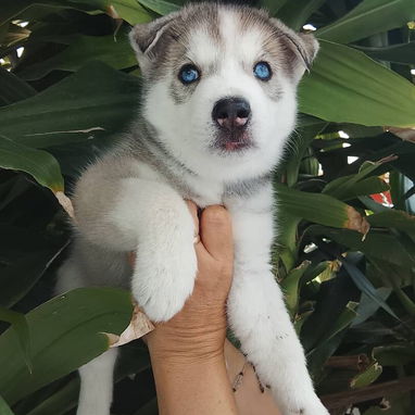 HUSKY SIBERIANO,machos,en 200 USD o equivalente,TENGO MENSAJERÍA,de 60 días,desparacitados,entrega con historia clínica - Img 122251174