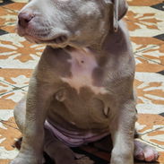 Perros Pitbull Qdan 3 Hembras y 1 Macho,1 Mes de Nacidos ya Están Vacunados Certificados...Centro Habana,Infanta y San J - Img 57514532
