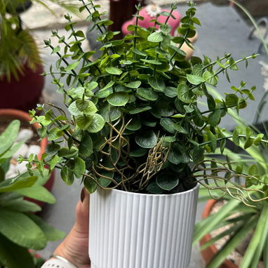 *Plantas decorativas modernas🪴* (La Lisa) - Img 123053968