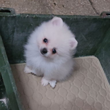 CACHORRAS DE RAZA POMERANIA 🐻 ♀️♀️🩷 - 4/6