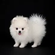 CACHORRO DE RAZA POMERANIA HEMBRA 🐻 🐻🐻 - Img 54292376