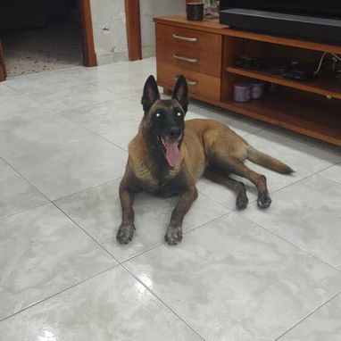 Cachorros hermosos.husky.pastor belga malinoe.pitbull.golde retrive.boxer.pastor aleman.pequine.yorky.salchicha.rowailer - Img 124860335