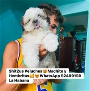 ShitZus Peluches Hembritas y Machito 🥰😍 - Img 45919774