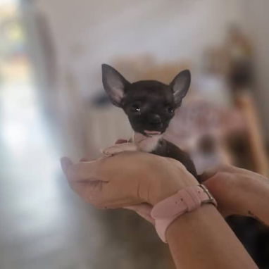 SHIHUAHUA MINI,hembra,en 250 USD o equivalente,TENGO MENSAJERÍA,tiene 60 días y está desparacitada - Img 125842439