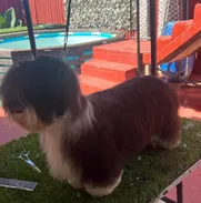 Belleza Canina porque las mascotas limpias son doblemente BELLAS - Img 49572438