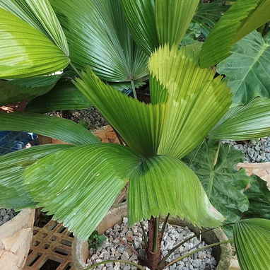 🌸 Siembra tu Pedacito 🌸   Naturaleza, color y armonía para tu hogar.  - 🌿 Venta de plantas ornamentales: frescas, sal - Img 121672482