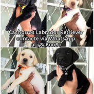 Cachorros Labrador Retriever - Img 55835530