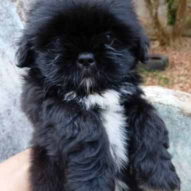 Todo lo que buscas en cachorro,está aquí solo llame al 53818081 - 2/9