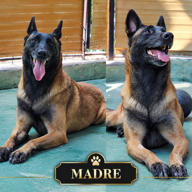 CACHORROS PASTOR BELGA MALINOIS - 4/5
