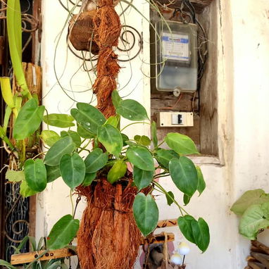 🌿Plantas trepadoras para colgar 🌿 - 3/6