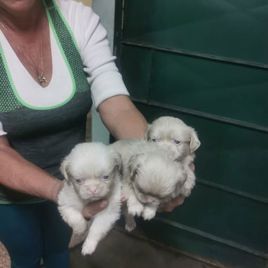 Pekines ambos sexos albinos - Img 115350836