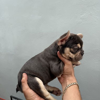 Bulldog francés - Img 125486302