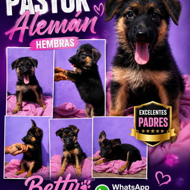 🐶 BETTY MASCOTAS 🐾 Cachorros disponibles 🐾 WHAT'SAPP 52506841 🐶 - Img 124715442