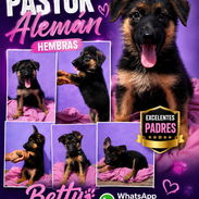 ((( PASTOR ALEMAN HERMOSOS CACHORROS AMBOS SEXOS VENTA BETTY MASCOTAS WHATSAPP 52506851 ))) - Img 54111900