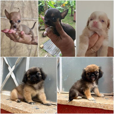 🐾✨ SUS VENTAJAS POR LA COMPRA BETTY MASCOTAS WHATSAPP 52506841 ✨🐾 - 5/10