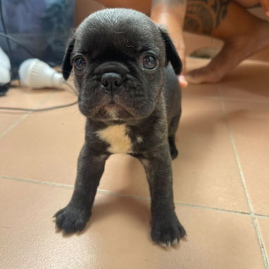Perros - Img 123452991