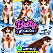 (((( HUSKY SIBERIANO MACHOS BETTY MASCOTAS WHATSAPP 52506841 )))) - Img 54472491