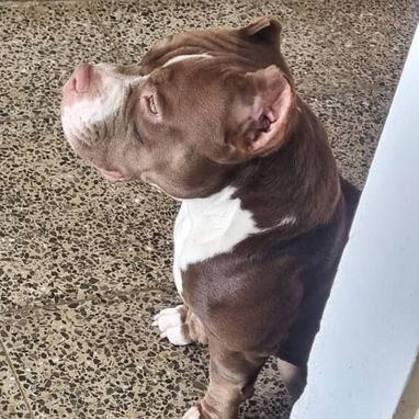 PITBULL,hembra,en 300 USD o equivalente,TENGO MENSAJERÍA,tiene 40 días,desparacitada,PADRE BULLY Y MADRE PITBULL - Img 126448137