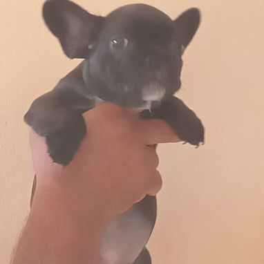 Si buscas calidad y compañía no dudes en llamar al 53818081 - Img 122615057