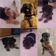 🐾 YORKSHIRE TERRIER AMBOS SEXOS WHATSAPP 58746643 🐾 - Img 56968114