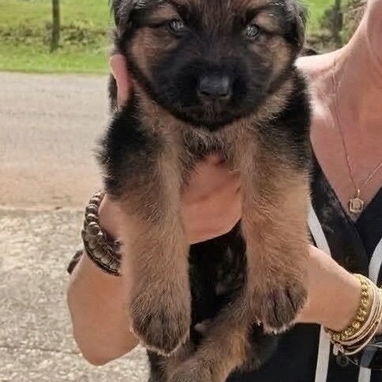 En venta Cachorros machos de PASTOR ALEMÁN - 2/2