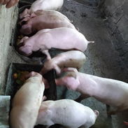Puercos a la venta en Bahía Honda - Img 56304336