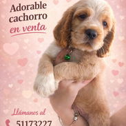 ❤️HERMOSO COCKER SPANIEL💕 - Img 56158094