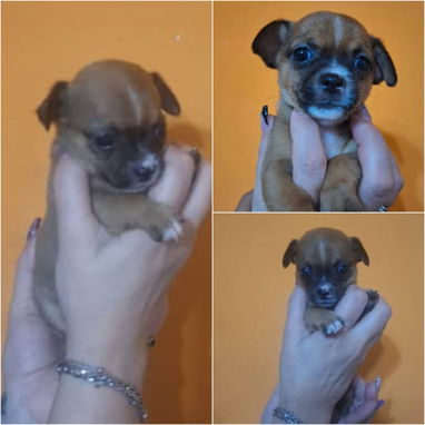 CHIHUAHUA,hembra,en 150 USD o equivalente(ACEPTO TRANSFERENCIA)TENGO MENSAJERÍA,tiene 60 días y está desparacitada. - Img 123115256