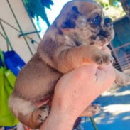 Bulldog frances hembras 💖 - Img 53892429