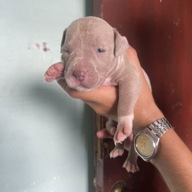 Pitbull - Img 124002399