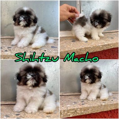 Variedades de cachorros de raza 😍 - Img 118966256
