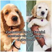 Cachorros Cocker Spaniel - Img 56284580
