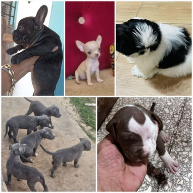 ((( VARIEDAD DE RAZAS CANINAS WHATSAPP 58746643 ))) - Img 125207797