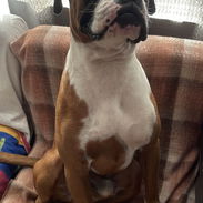 BUSCO novia para mi perro Boxer!! - Img 56308757