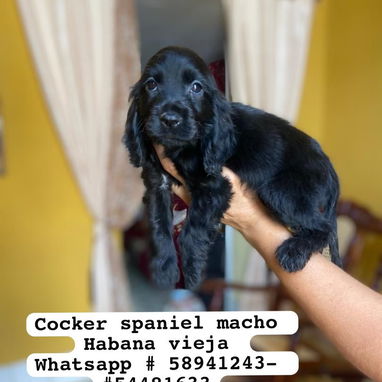 Bellezas de cockers spaniel - Img 122165859