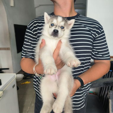 Husky siberiano - Img 124234377