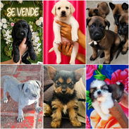 •• RAZAS DE PERROS TALLA PEQUEÑA, MEDIANA Y GRANDE BETTY MASCOTAS WHATSAPP 52506841 ••• - Img 54923226
